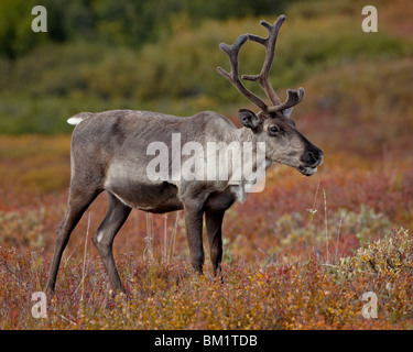 Harde de caribous (Grant) caribou (Rangifer tarandus granti) vache, Denali National Park, Alaska, United States of America Banque D'Images