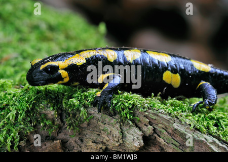 European / Fire salamander (Salamandra salamandra) sur la mousse, Luxembourg Banque D'Images