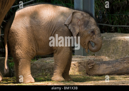 Les jeunes éléphants asiatiques / Asiatique (Elephas maximus) avec tronc en bouche à la Zoo d'Anvers, Belgique Banque D'Images