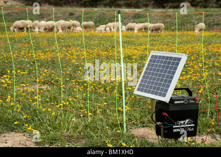 Clôture électrique et les moutons. Banque D'Images