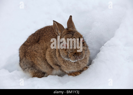 Lapin (Oryctolagus cuniculus) dans la neige en hiver, infectés par la maladie de myxomatose montrant l'enflure autour des yeux Banque D'Images