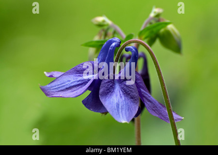 Ancolie Ancolie commune européenne / / Granny's dernier verre (Aquilegia vulgaris), Belgique Banque D'Images