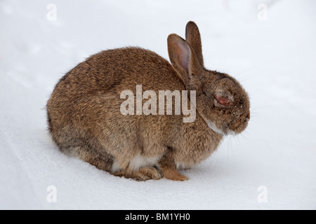 Lapin (Oryctolagus cuniculus) dans la neige en hiver, infectés par la maladie de myxomatose montrant l'enflure autour des yeux Banque D'Images