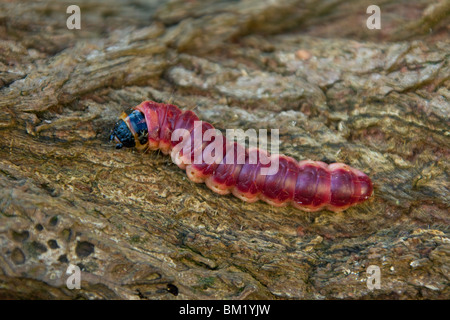 Espèce de chèvre (cossus Cossus) Caterpillar en bois, Allemagne Banque D'Images