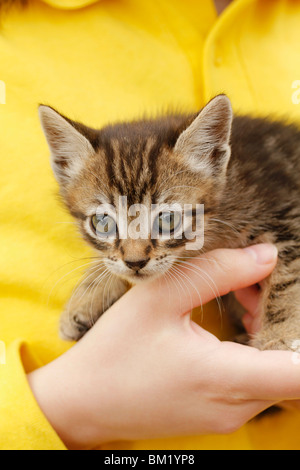 Chaton. Banque D'Images