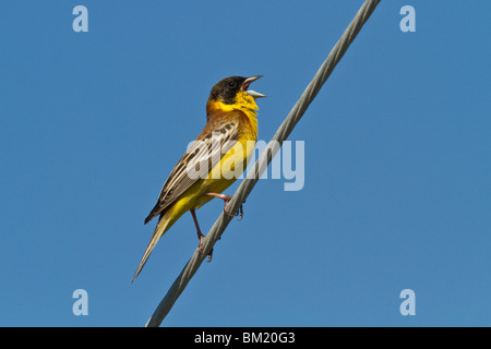 Homme à tête noire (Emberiza melanocephala) chant, Lesvos (Lesbos), Grèce Banque D'Images