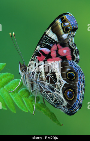 Américain peint Lady Butterfly (Vanessa cardui) adulte perchée sur Fern frond, E. N. America par Skip Moody/Dembinsky photo Assoc Banque D'Images