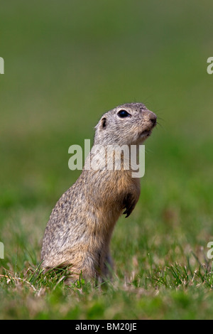 Souslik d'Europe / du / European Suslik (Spermophilus citellus Citellus citellus /) standing in meadow, Autriche Banque D'Images