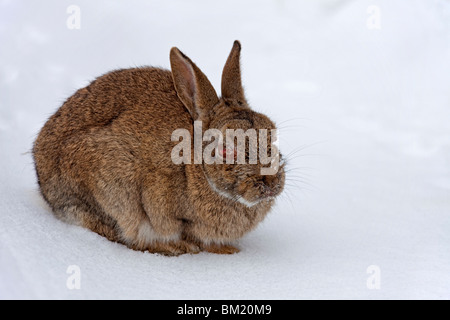 Lapin (Oryctolagus cuniculus) dans la neige en hiver, infectés par la maladie de myxomatose montrant l'enflure autour des yeux Banque D'Images