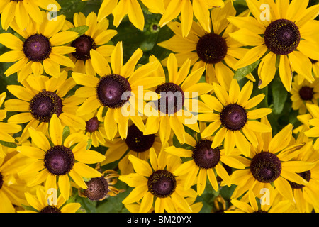 Rudbeckia sp., échinacée, nom commun, Black Eyed Susan, England, GB, le Royaume-Uni, l'Union européenne, de l'Europe Banque D'Images