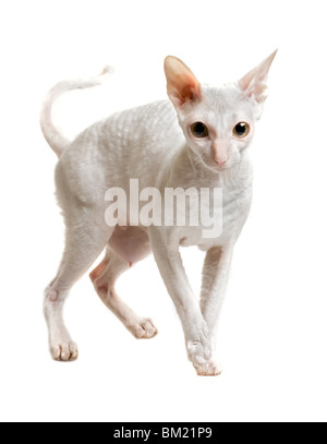 Chat de race Rex Cornish debout sur 4 pattes isolated on white Banque D'Images