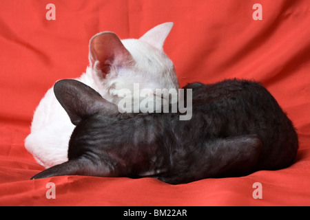 Noir et blanc chatons Rex Cornish dormir sur de la soie rouge Banque D'Images