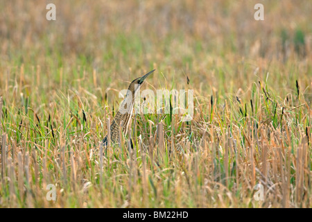 Eurasian Bittern / butor étoilé (Botaurus stellaris) debout, en position de camouflage typique dans les prairies, Autriche Banque D'Images