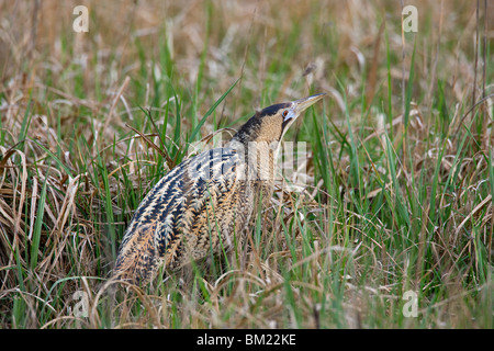 Eurasian Bittern / butor étoilé (Botaurus stellaris) debout, en position de camouflage typique dans les prairies, Autriche Banque D'Images