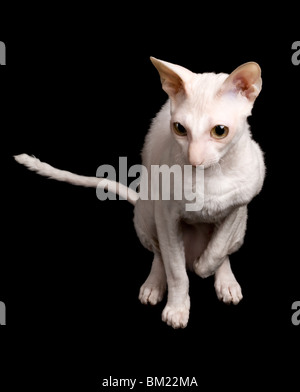 Rex Cornish cat isolated on black Banque D'Images