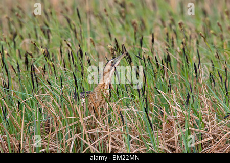 Eurasian Bittern / butor étoilé (Botaurus stellaris) debout, en position de camouflage typique dans les prairies, Autriche Banque D'Images