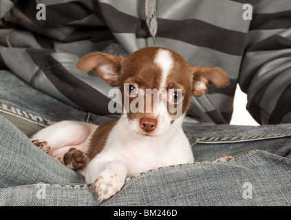 Chihuahua chiot de trois mois sur les genoux de son patron' Banque D'Images