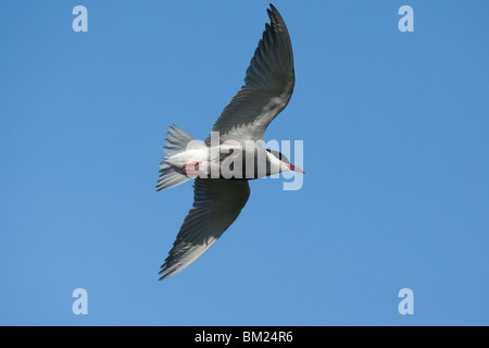 Guifette Moustac adultes (Chlidonias hybrida) en vol, Lesvos (Lesbos), Grèce Banque D'Images