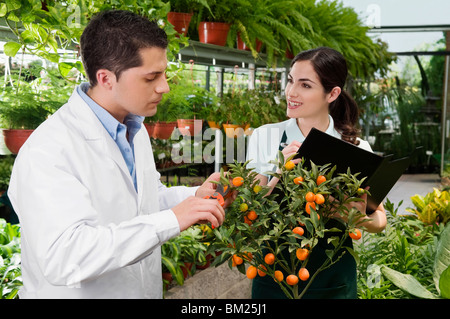 L'examen scientifique d'une plante dans une serre Banque D'Images
