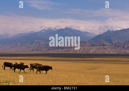 Le bétail marchant à travers pâturages, montagnes en arrière-plan Torugart Pass, du Kirghizistan, de l'Asie centrale Banque D'Images