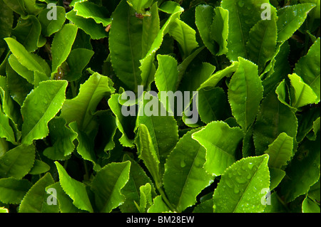 Close up de feuilles de thé vert de plus en plus sur la plantation de thé de Makinohara à Shizuoka, Japon Banque D'Images