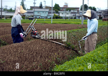 Les producteurs de thé vert thé élagage des buissons dans les champs de thé Makinohara Préfecture de Shizuoka, Japon Banque D'Images