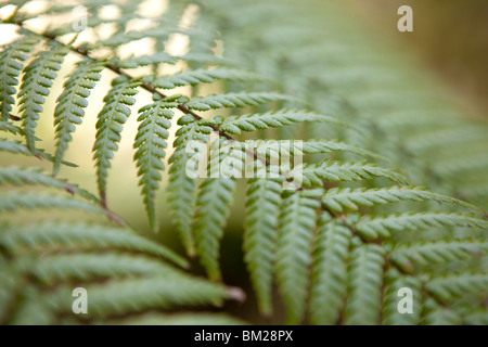 Dicksonia antarctica Soft tree fern leaf detail close up Banque D'Images