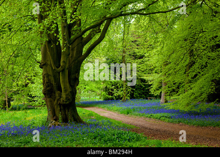 L'heure à Bluebell Perrow Thorp Arboretum près de Bedale, Yorkshire du Nord Banque D'Images