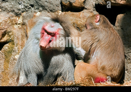 Les babouins Hamadryas (Papio hamadryas) le toilettage au Zoo d'Anvers, Belgique Banque D'Images