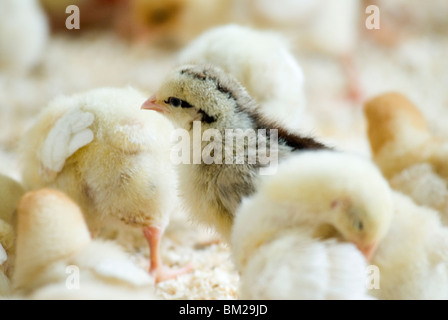 Free Range semaine poussins, de l'intérieur d'un hangar d'élevage UK HOMER SYKES Banque D'Images