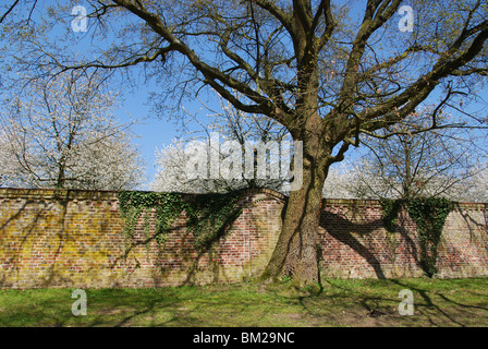 Blossoming apple trees au château d'Alden Biesen, Bilzen, Belgique Hesbaye Banque D'Images