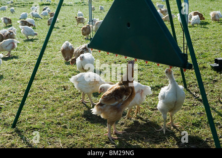 Poules d'eau potable . Le Leicestershire UK Banque D'Images