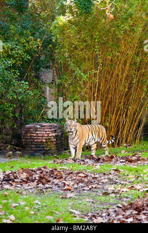 Orlando, FL - Jan 2009 - tigre d'Asie (Panthera tigris) pas dans l'affichage à l'Animal Kingdom de Disney à Orlando en Floride Banque D'Images