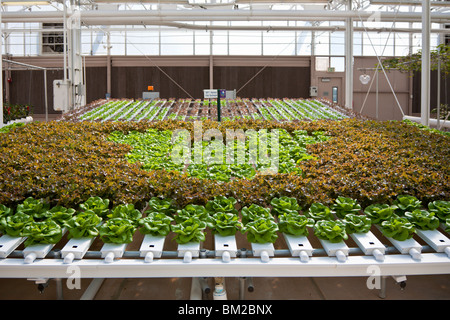 Kissimmee, FL - Jan 2009 - formes de Mickey Mouse dans les plantes en culture hydroponique affichage à Walt Disney World, Epcot Center Banque D'Images