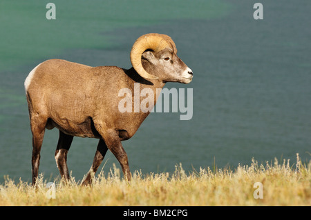 Mouflons, Jasper National Park, Alberta, Canada Banque D'Images