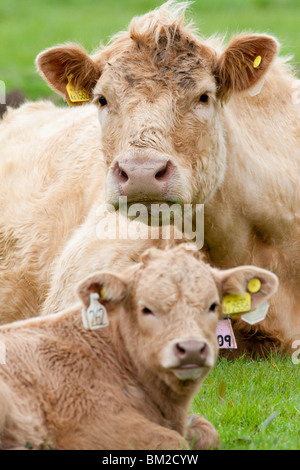 Vache et veau, Kent, UK Banque D'Images
