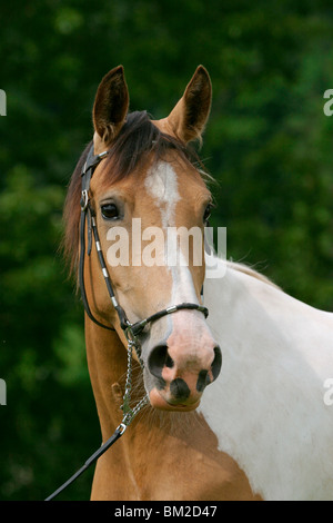 Portrait / Araberpaint la tête de cheval Banque D'Images