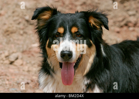 Border Collie Border Collie Mischling Portrait / Portrait bâtard Banque D'Images