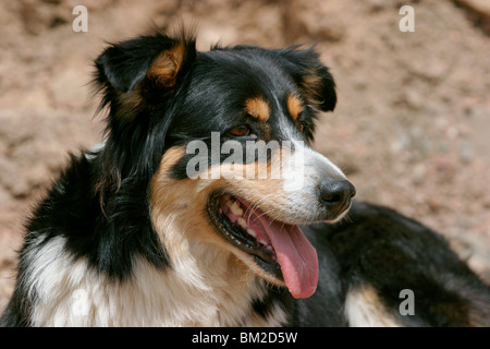 Border Collie Border Collie Mischling Portrait / Portrait bâtard Banque D'Images