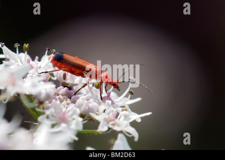 Soldat rouge insecte sur la fleur blanche tops Banque D'Images