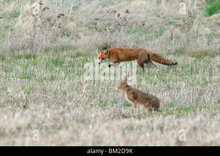 La chasse au renard un lièvre Banque D'Images