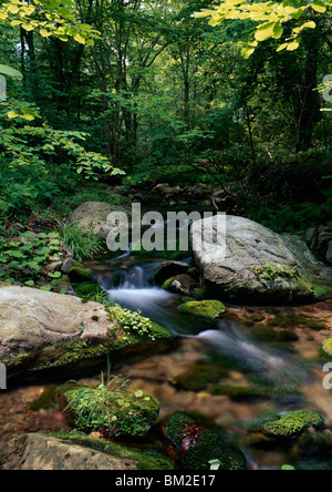 Creek qui coule à travers une forêt, Rattlesnake Creek, Pocono Mountains, North Carolina, USA Banque D'Images