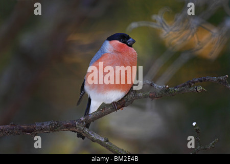 Fink, sang, Bouvreuil Bouvreuil, commune, Banque D'Images