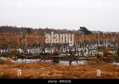 Moorland Diepholz Allemagne Banque D'Images