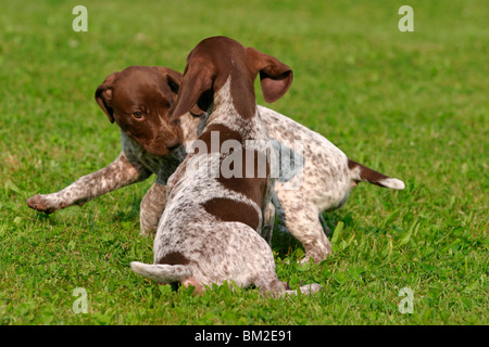 Deutsch Kurzhaar/ Welpen Chiots Braque Allemand Banque D'Images