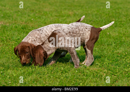 Deutsch Kurzhaar/ Welpen Chiots Braque Allemand Banque D'Images