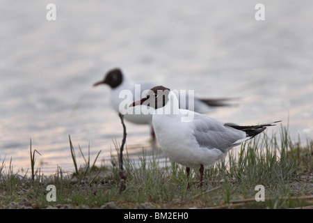 Larus ridibundus,,, Lachmöwe Möwe, noir, dirigée, Gull Banque D'Images