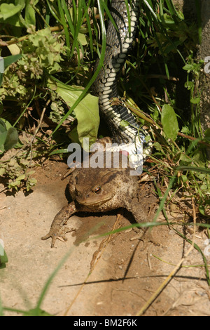 Ringelnatter frißt Kröte/anneau serpent avec toad Banque D'Images