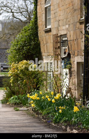 Les jonquilles d'or entourent une vieille maison en pierre, comme le chemin de halage permet de traverser l'aquaduct Avoncliff sur le canal Kennet et Avon. Banque D'Images