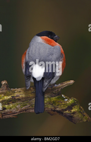 Fink, sang, Bouvreuil Bouvreuil, commune, Banque D'Images